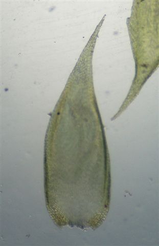 Muschi identificati con Dryades?